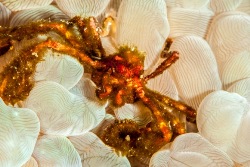 Urangutang Crab - Manado Copyright Lisa Collins
